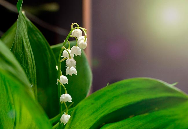 картинка Сочинение Мой любимый цветок 5 класс (роза, тюльпан, ландыш, ромашка) Мой любимый цветок