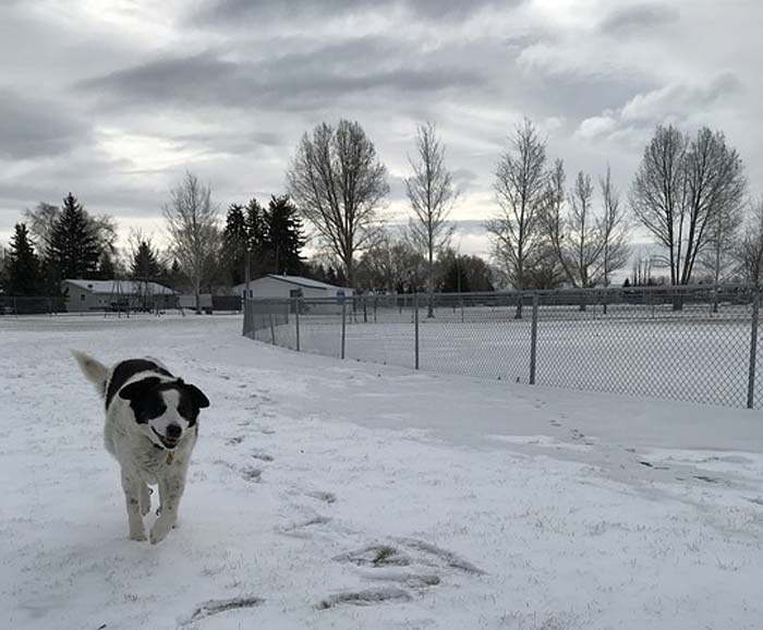 картинка Анализ произведения Собачье сердце повести Булгакова 9, 11 класс Анализ произведения Собачье сердце