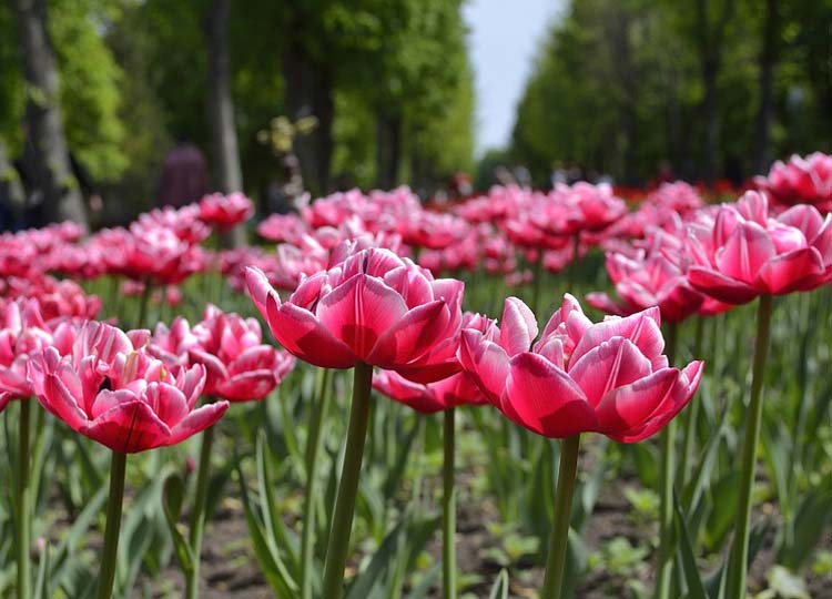 картинка Сочинение Бог, природа, человек в поэзии Есенина Бог, природа, человек в поэзии Есенина