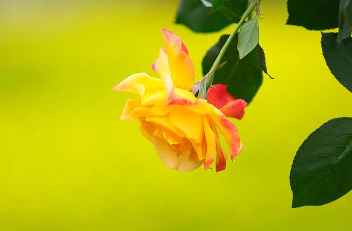 картинка Сочинение Цель оправдывает средства Цель оправдывает средства