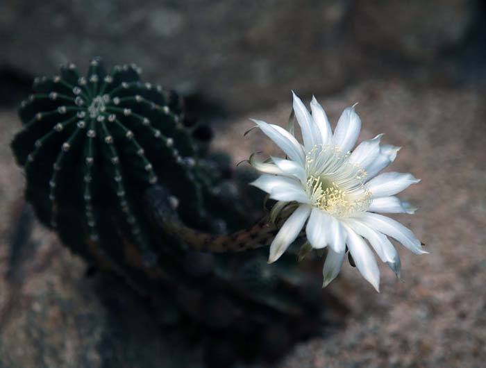 картинка Характеристика и образ Кабановой Кабанихи в пьесе Островского Гроза сочинение Характеристика и образ Кабановой Кабанихи в пьесе Гроза