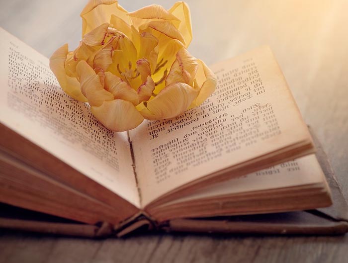картинка Сочинение Роль книги в жизни человека Роль книги в жизни человека