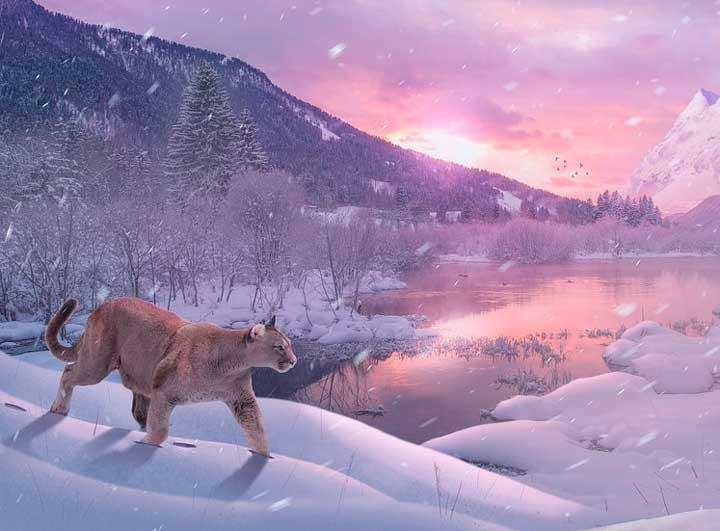 картинка Сочинение Стоит ли держать дома диких животных? Стоит ли держать дома диких животных?