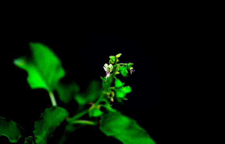 картинка Занятия в плену Жилина и Костылина (Кавказский пленник) Занятия в плену Жилина и Костылина