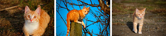 Любимая кошка Кошка